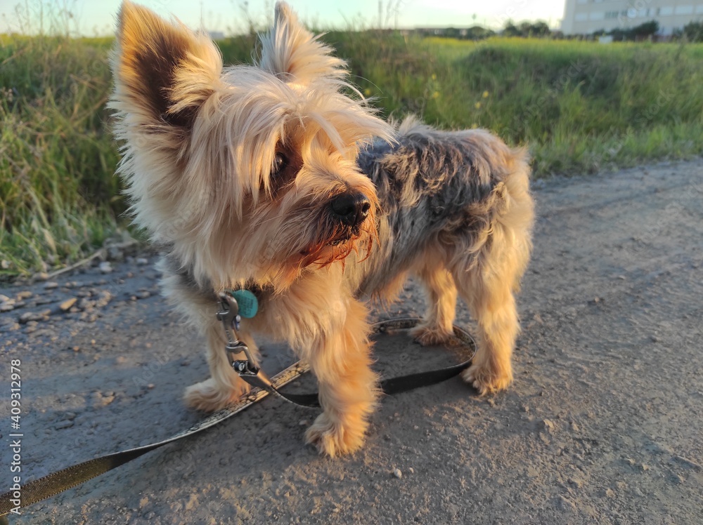 Portrait of yorkshire terrier on the street in a walking time