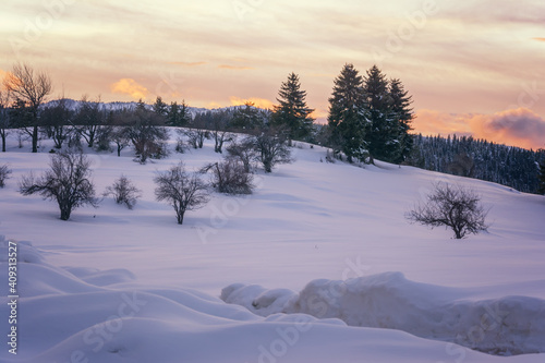 Winter forest, mountain landscape in the wintertime, snow-covered trees. Bulgaria, Gela, Rhodope Mountains © Gergana