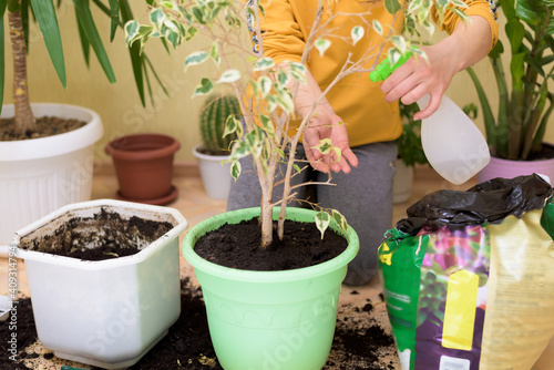 home care for houseplants, spray home flowers with a spray gun. a woman wipes the leaves, washes and cares for them