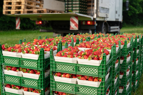 Erdbeerernte - frische, rote Erdbeeren stehen am Rande eines Erdbeerfeldes und warten auf den Transport zum Handel. Symbolfoto.