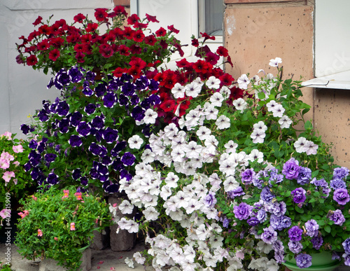 Petunia of different varieties and colors grows near the wall of the house  partially covering it. Natural colorful background with petunia flowers.