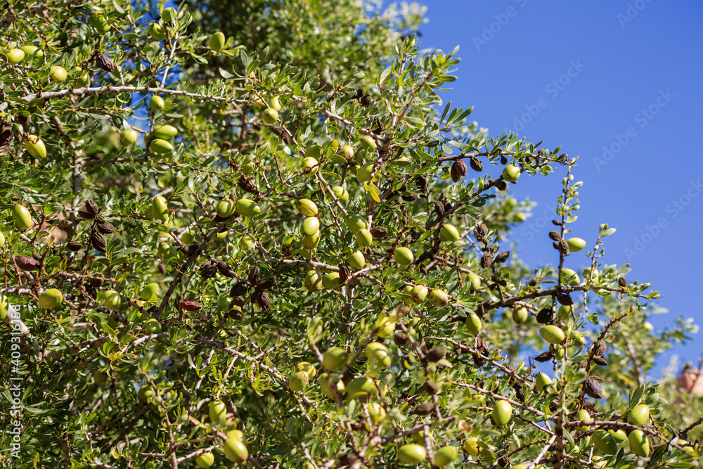 Fresh argan fruits on a branch Fresh argan fruits on a branch