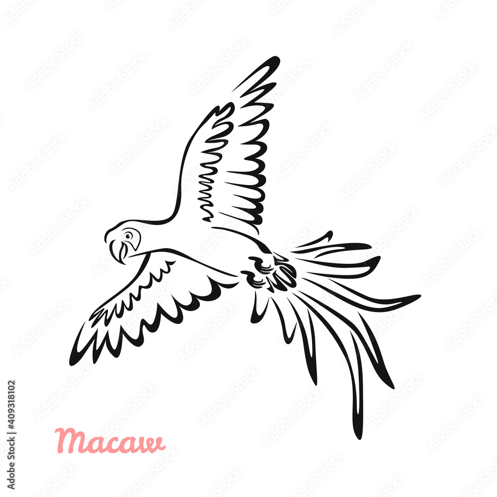 Fototapeta premium Macaw parrot in flight vector cartoon illustration. Black and white silhouette, outline. Tropical bird icon.