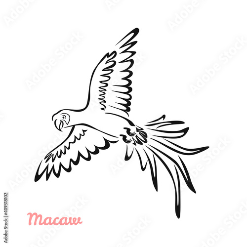 Macaw parrot in flight vector cartoon illustration. Black and white silhouette  outline. Tropical bird icon.