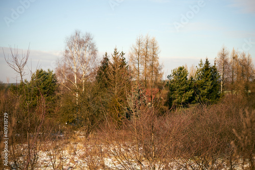 Fototapeta Naklejka Na Ścianę i Meble -  zimowe drzewa , łąka 