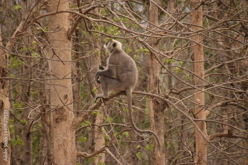 the grey langoor in the tree