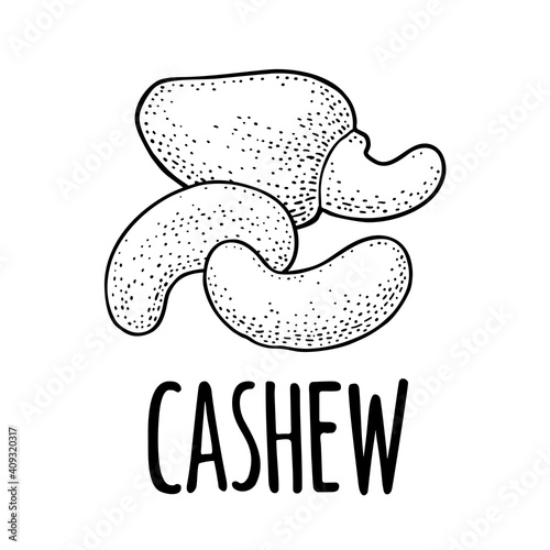 Cashew nut with fetus. Vector engraving black vintage illustration