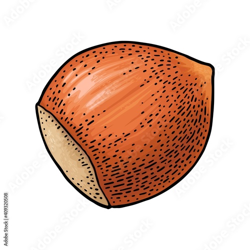Closeup hazelnut in shell. Vector color engraving vintage illustration.