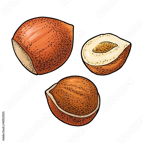 Set whole and half hazelnut. Vector color engraving vintage illustration.
