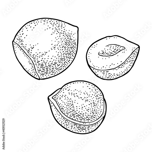 Set whole and half hazelnut. Vector color engraving vintage illustration.