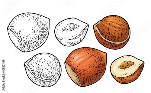 Cashew nut with fetus. Vector engraving black vintage illustration