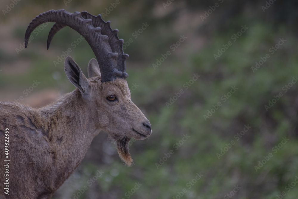 The Nubian ibex (Capra nubiana) where live in negva desert The Nubian ibex (Capra nubiana) where live in negva desert