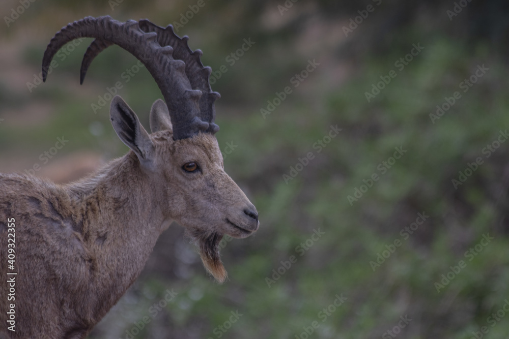 The Nubian ibex (Capra nubiana) where live in negva desert