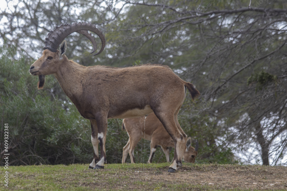 The Nubian ibex (Capra nubiana) where live in negva desert The Nubian ibex (Capra nubiana) where live in negva desert
