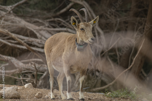 Fototapeta Naklejka Na Ścianę i Meble -  The Nubian ibex (Capra nubiana) where live in negva desert