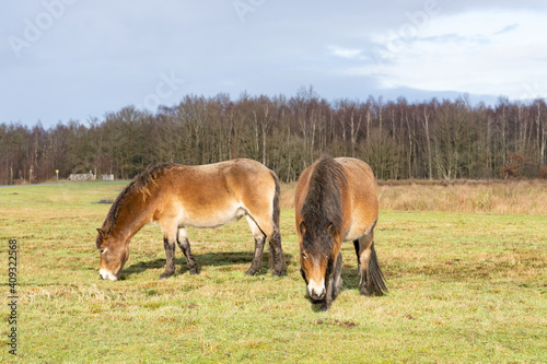 Herd of wild Exmoor ponies, Equus ferus Caballus, graze in a nature reserve. Fochteloo, the Netherlands photo