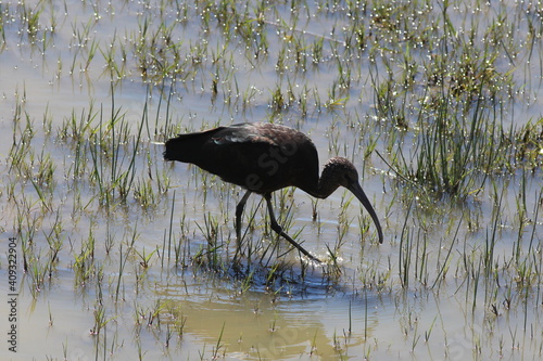 Obraz na plátně Glossy Ibis wading in water