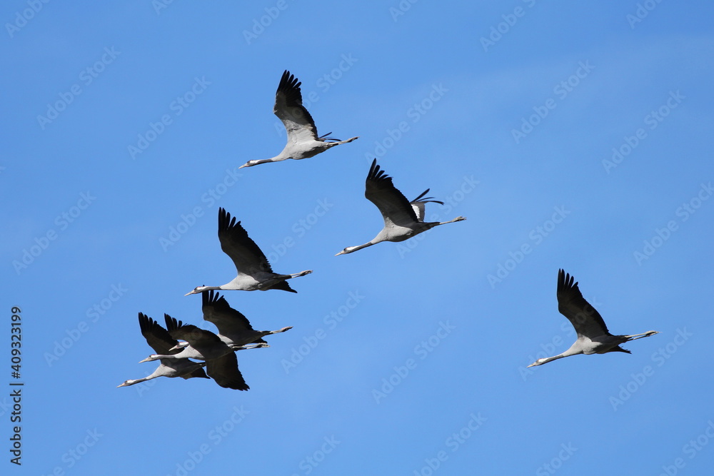 Obraz premium Common Cranes in flight