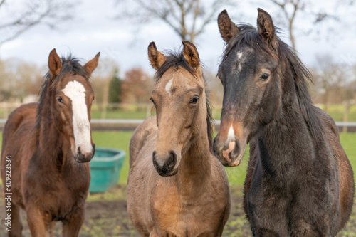 Three, one year old horses in the pasture. A black and a brown, yellow foal. They stand side by side as friends. Selective focus © Dasya - Dasya