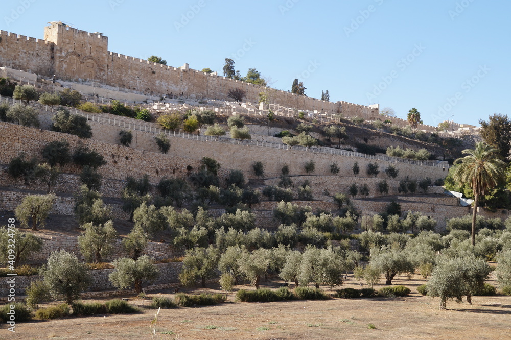olive gardens at the wall of old jerusalem