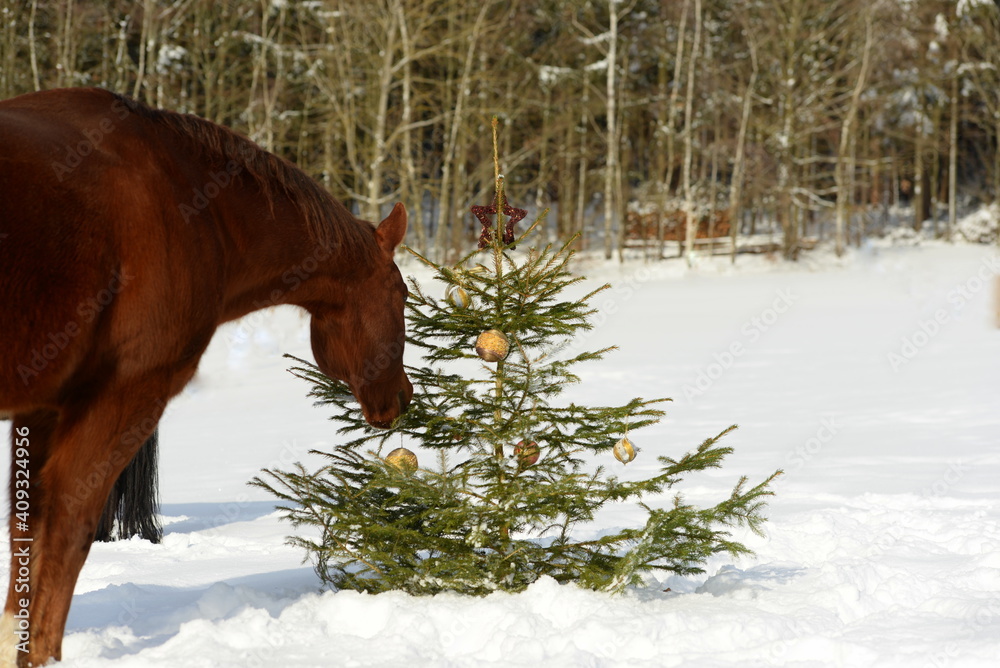 Pferdeweihnacht. Pferde auf der winterlichen Koppel mit Weihnachtsbaum