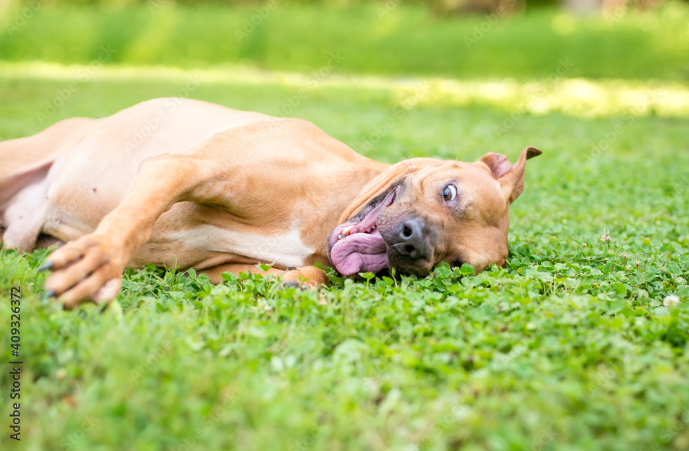 A Pit Bull Terrier mixed breed dog rolling in the grass with a funny expression on its face