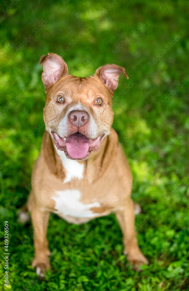 A senior red and white Pit Bull Terrier mixed breed dog with floppy ears, looking up with a happy expression A senior red and white Pit Bull Terrier mixed breed dog with floppy ears, looking up with a happy expression