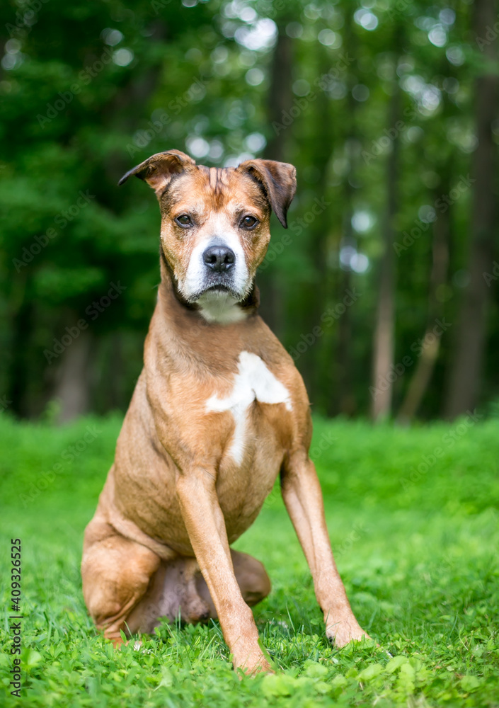 A mixed breed dog sitting outdoors and looking at the camera