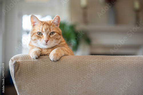 Obraz na plátně Orange tabby rescue cat perched on couch