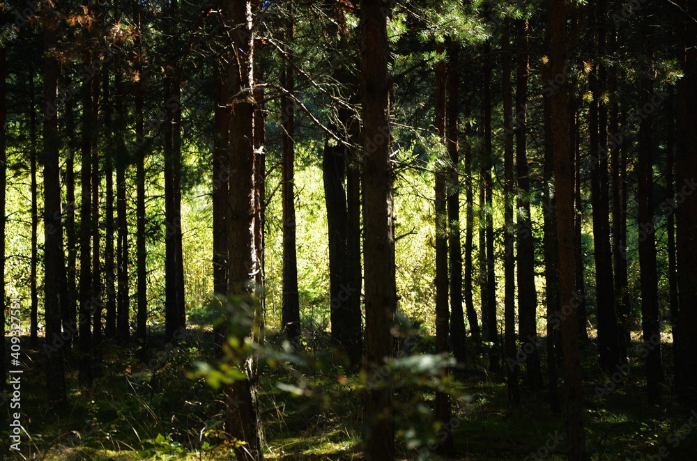 Fototapeta premium sun rays in the forest