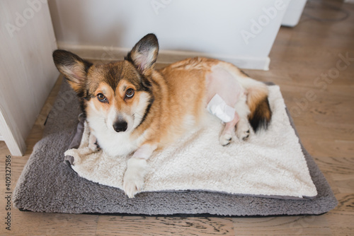welsh corgi pembroke dog after a knee TPLO surgery, due to a CCL rapture, with a shaved leg photo