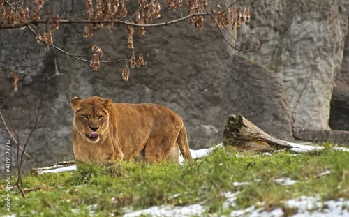 Obraz Lioness. Warsaw ZOO