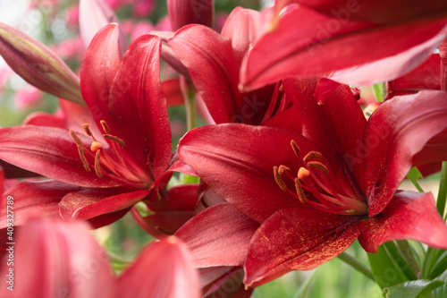 Beautiful red lilies with a wonderful enchanting scent in the summer garden.