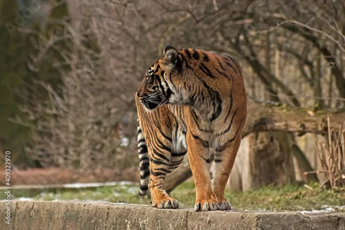 Obraz Sumatran tiger. Warsaw ZOO