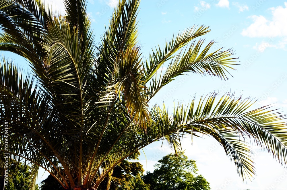 Fototapeta premium palm tree in the sun