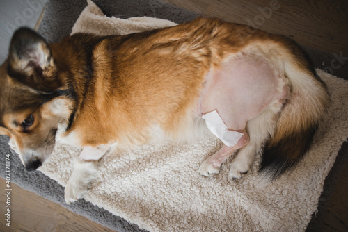 welsh corgi pembroke dog after a CCL sugery, tplo (tibia plateau leveling osteotomy) photo