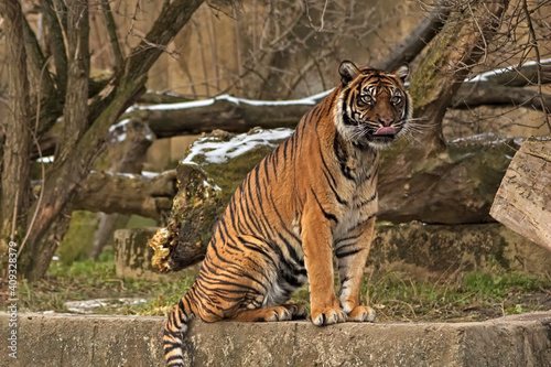 Sumatran tiger. Warsaw ZOO