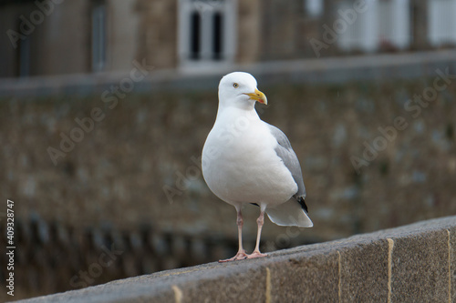 la mouette de st-malo