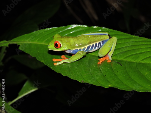 Red eyed tree frog on a leave