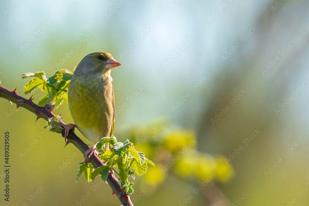 Greenfinch Chloris chloris bird singing Greenfinch Chloris chloris bird singing