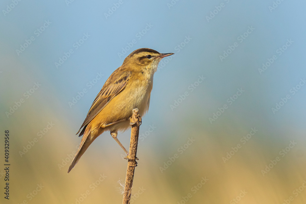 Fototapeta premium Sedge warbler Acrocephalus schoenobaenus bird singing in reeds during sunrise.