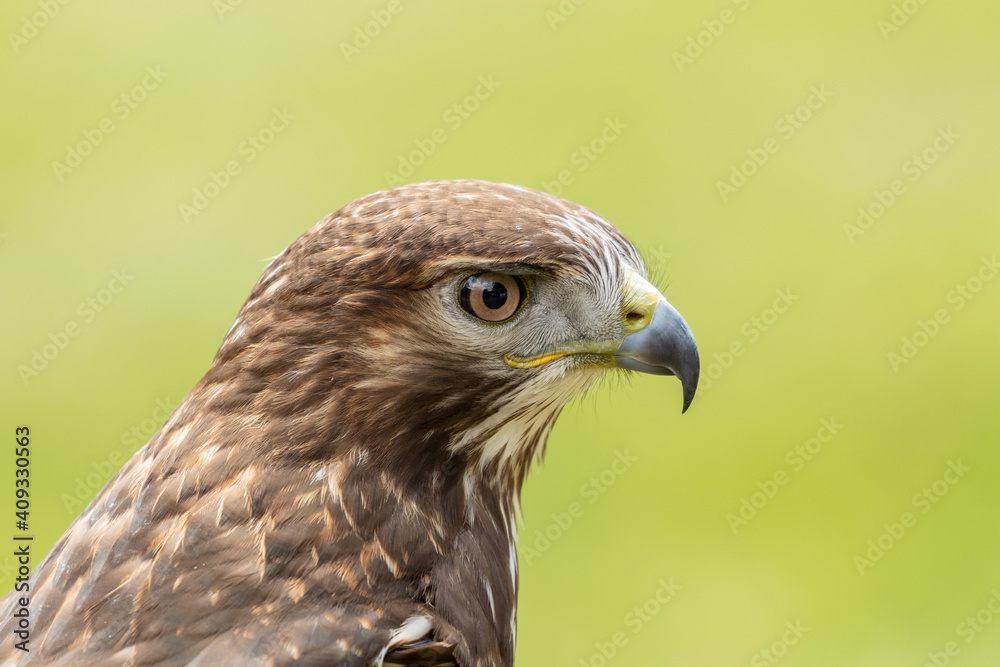 Solitary and beautiful Red-tailed Hawk intently watches its surroundings in the Grassland region of Alberta. Solitary and beautiful Red-tailed Hawk intently watches its surroundings in the Grassland region of Alberta.