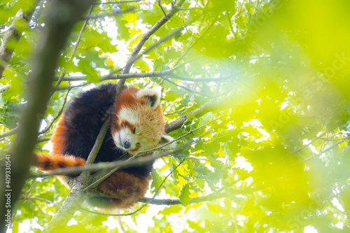 Little red panda, Ailurus fulgens, resting in a tree