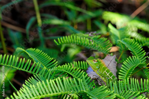 Common green forest lizard // Sägerückenagame (Calotes calotes) - Sri Lanka