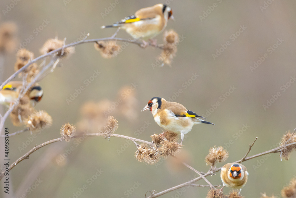 European goldfinch bird, Carduelis carduelis, perched eating seeds during Winter season - obrazy, fototapety, plakaty 