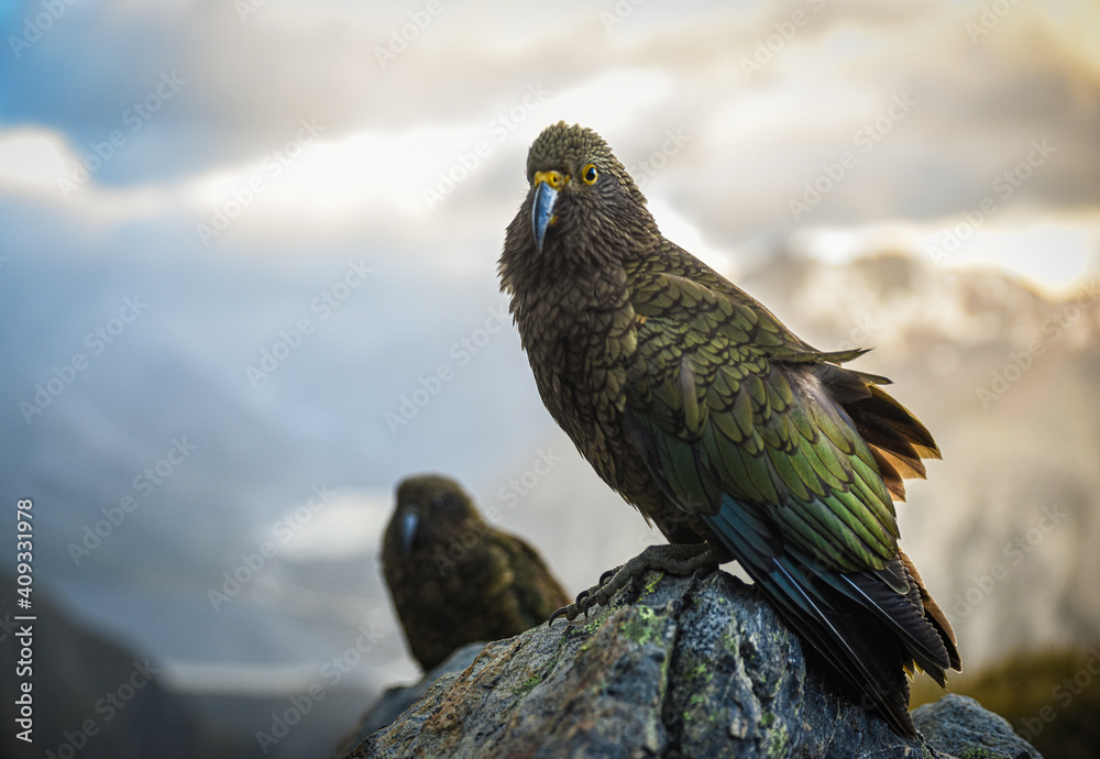 Fototapeta premium Bird majestically standing on rock over sunset, Kea