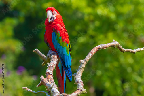 red-and-green macaw or green-winged macaw, Ara chloropterus,