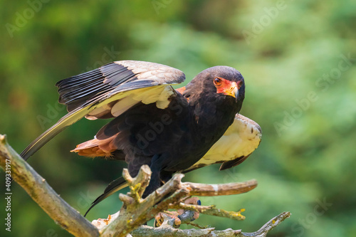 Closeup of a bateleur Terathopius ecaudatus eagle, bird of prey, perched on a branch with open wings photo