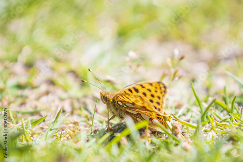 Queen of spain fritillary, issoria lathonia, butterfly resting in a meadow.