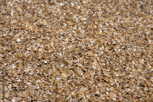 Close up of ground barley (hordeum vulgare) photo